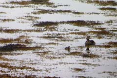 015_27Juni_Eiderente_Dunvegan_00048_3