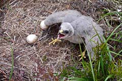 018_29Juni_Kornweihe_00012_9