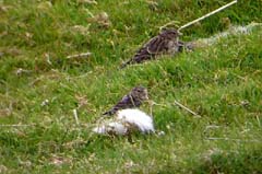 025_19Juni_Berghaenflinge_00008