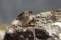 026_27Juni_Neist_Point_Futter_00040_10