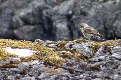 027_08Juli_Steinschm_juv_00001_4