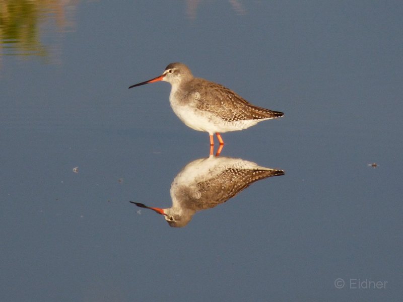 06_P1270606a_Dunkler-Wasserlaeufer
