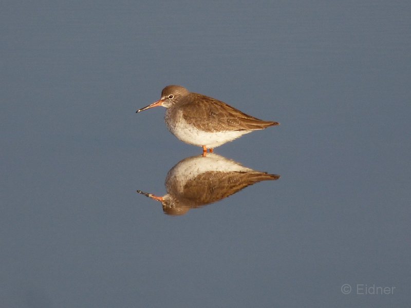 07_P1270645a_Rotschenkel