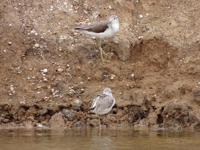 08_P1280713_Gruenschenkel