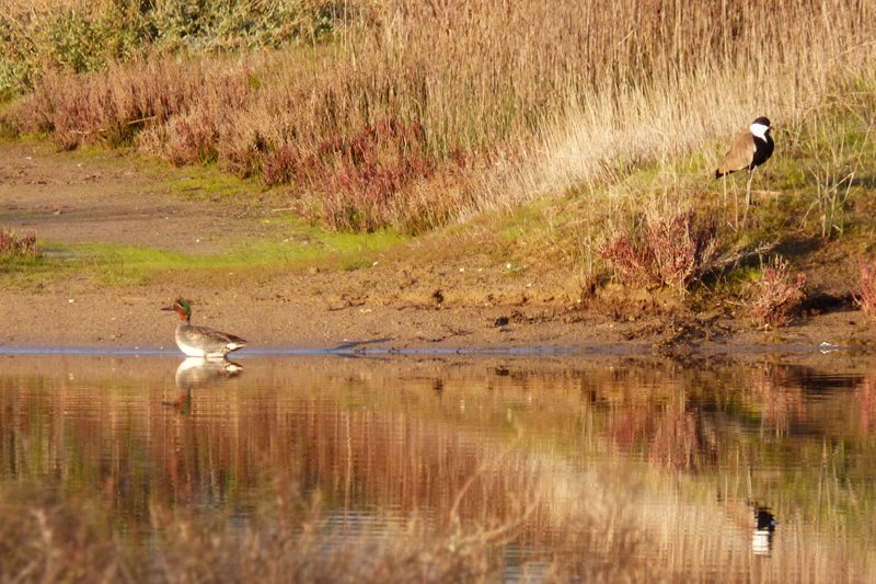 11_Famagusta-Bucht-Feuchtgebiete