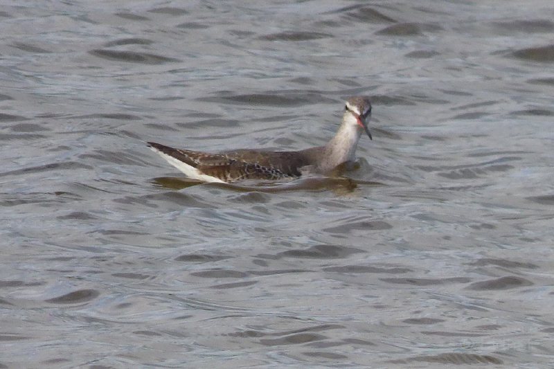 12_P1270298as_Dunkler-Wasserlaeufer