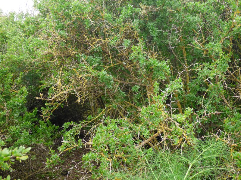 15_P1280602_Chukarhuhn-Deckung