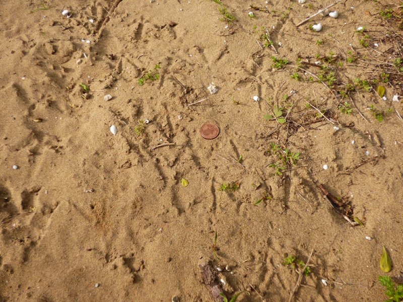 16_P1280536_Chukarhuhn-Spuren