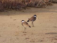 05_P1270251a_Spornkiebitze