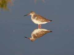 06_P1270606a_Dunkler-Wasserlaeufer