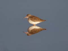 07_P1270645a_Rotschenkel