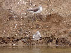 08_P1280713_Gruenschenkel