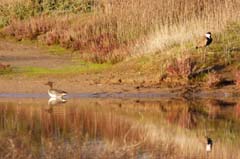 11_Famagusta-Bucht-Feuchtgebiete