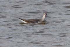 12_P1270298as_Dunkler-Wasserlaeufer