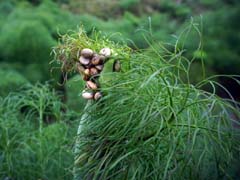 13_DSC01664a_Rutenkraut