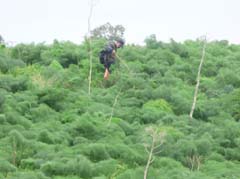 14_P1280384_Rutenkraut