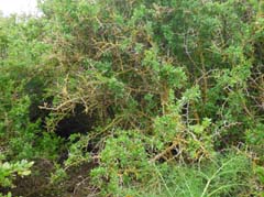 15_P1280602_Chukarhuhn-Deckung