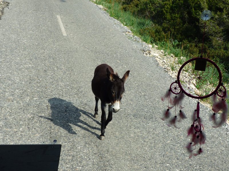 07_P1260639a_Karpaz-Halbinsel
