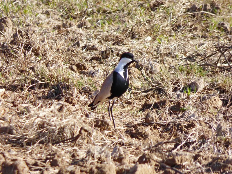 13_P1270860a_Spornkiebitz_Canakkale-See 