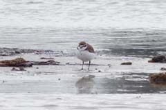 02_P1280079a_SilverBeach