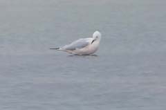 03_P1280189s_SilverBeach