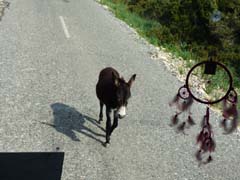 07_P1260639a_Karpaz-Halbinsel