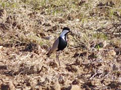 13_P1270860a_Spornkiebitz_Canakkale-See 