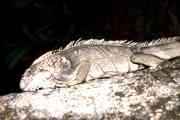 Schwarzer Leguan