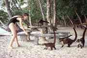 Coatimundis besuchen den Strand von Punta Leona