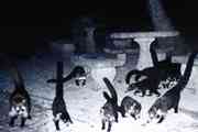 Coatimundis im Blitzlicht-Vergrerung !