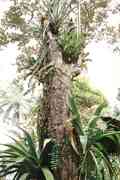 Baum mit Epiphyten