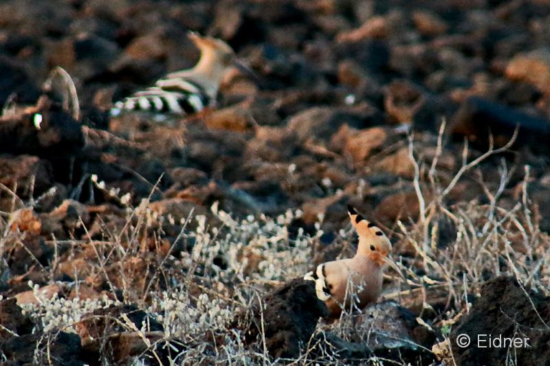 02_Brache_IMG_7405ab2s_Gina_2Hopfe