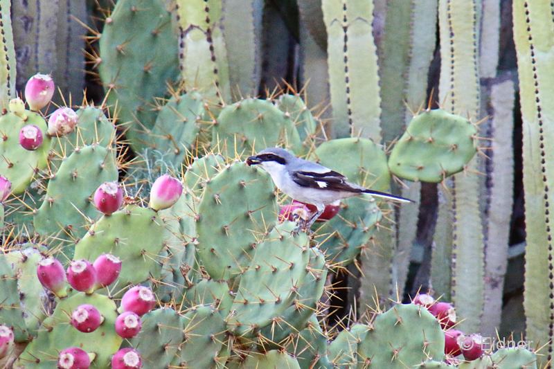 03_Brache_IMG_7353a3bs_Gina