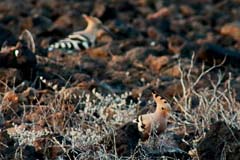 02_Brache_IMG_7405ab2s_Gina_2Hopfe