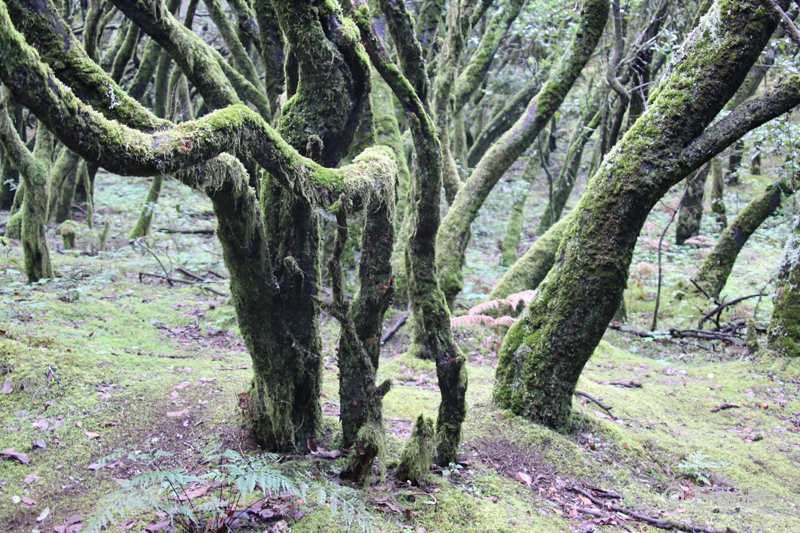 G07_26_Urwald_IMG_7600b_Gina