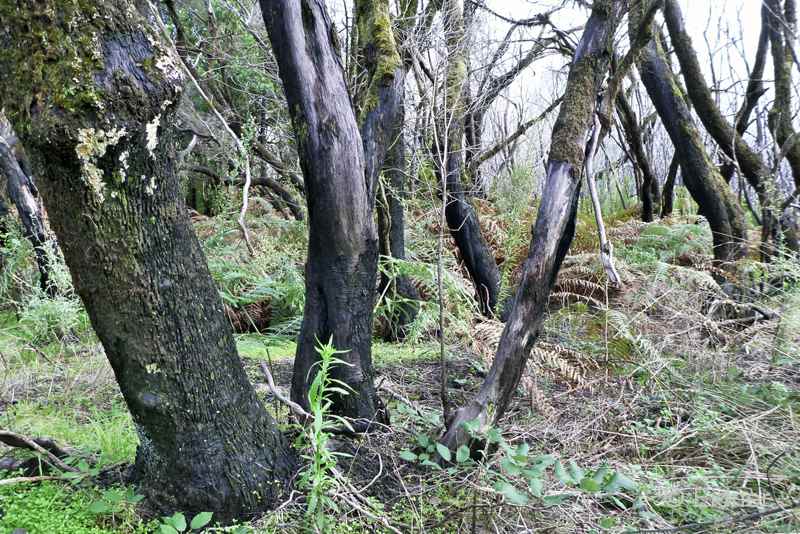 G08_4_Urwald_P1170509ab_Gina