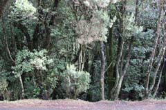 G06_24_Urwald_IMG_7581b_Gina