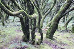 G07_26_Urwald_IMG_7600b_Gina