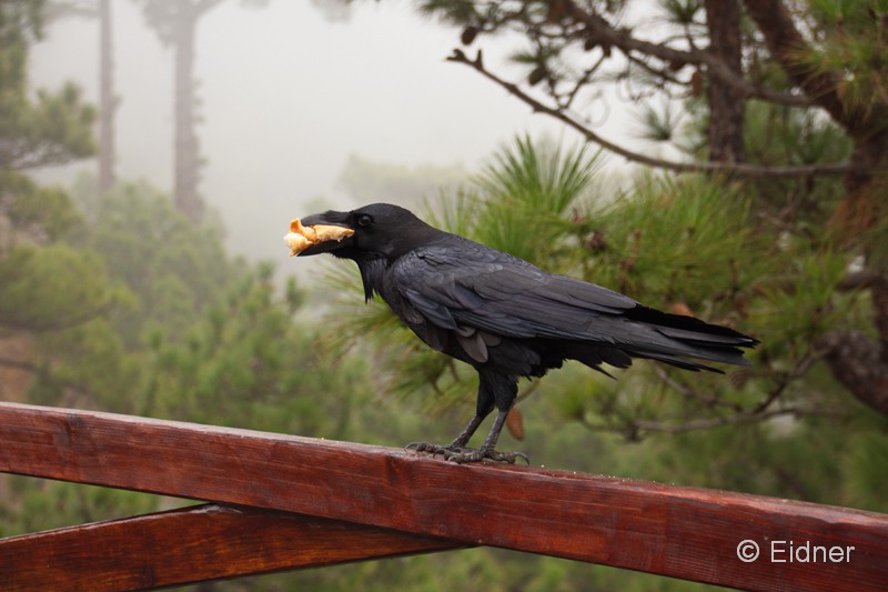 P04_37_Caldera_IMG_8411bs_Joki