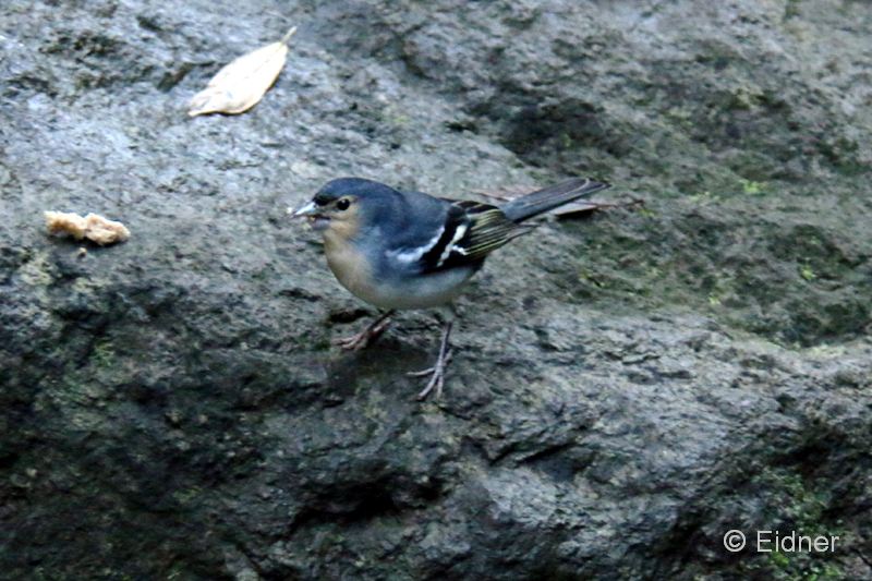 P10_42_Urwald_IMG_8048ab_Gina