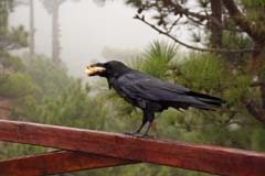 P04_37_Caldera_IMG_8411bs_Joki