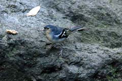 P10_42_Urwald_IMG_8048ab_Gina