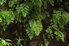 P12_Tilos_IMG_8485b2_Joki