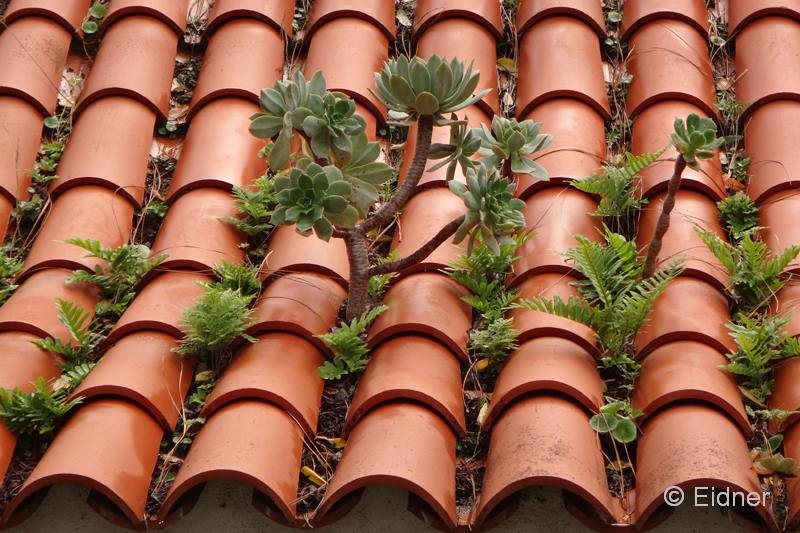 CC12_DSC03108av2_Joki