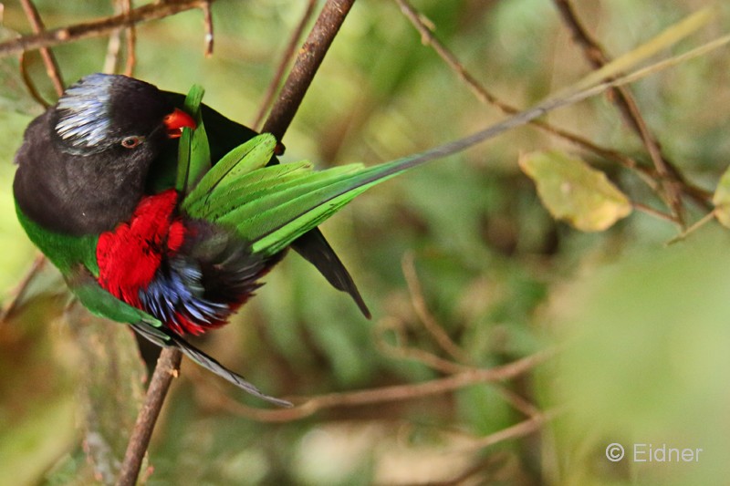 Loro_01_IMG_8814as_Gina