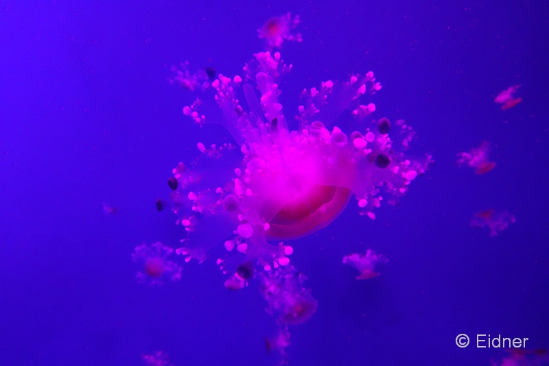 Loro_04_DSC03238a_Joki