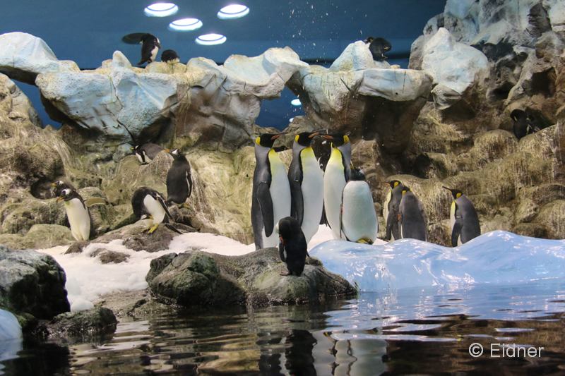 Loro_05_IMG_9740_Gina