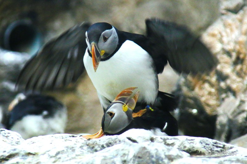 Loro_07_IMG_9925ab2s_Gina