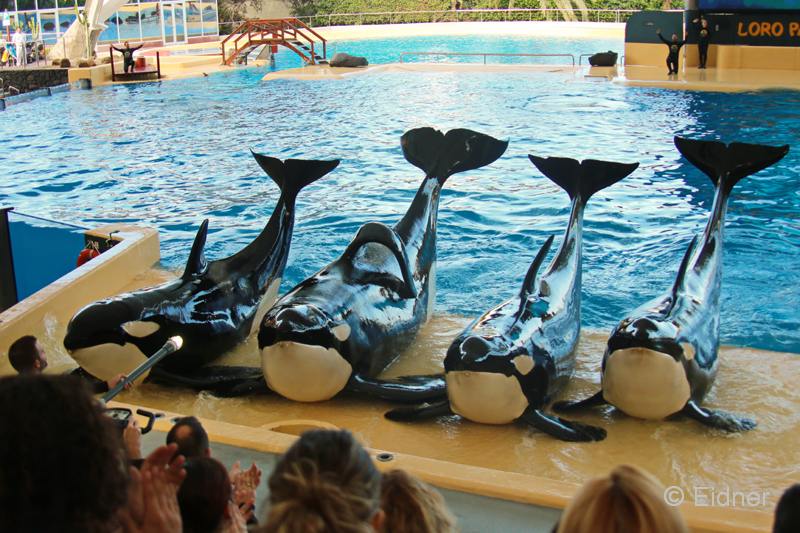 Loro_11_IMG_0576ab_Gina