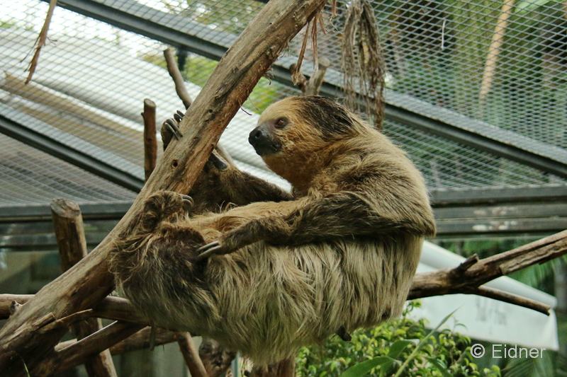 Loro_13_IMG_9451abs_Gina